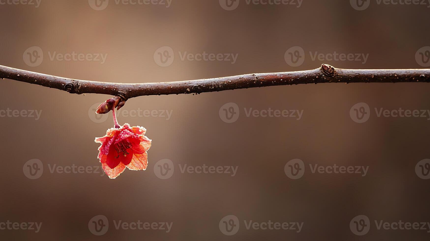 A single red leaf hangs from a branch photo