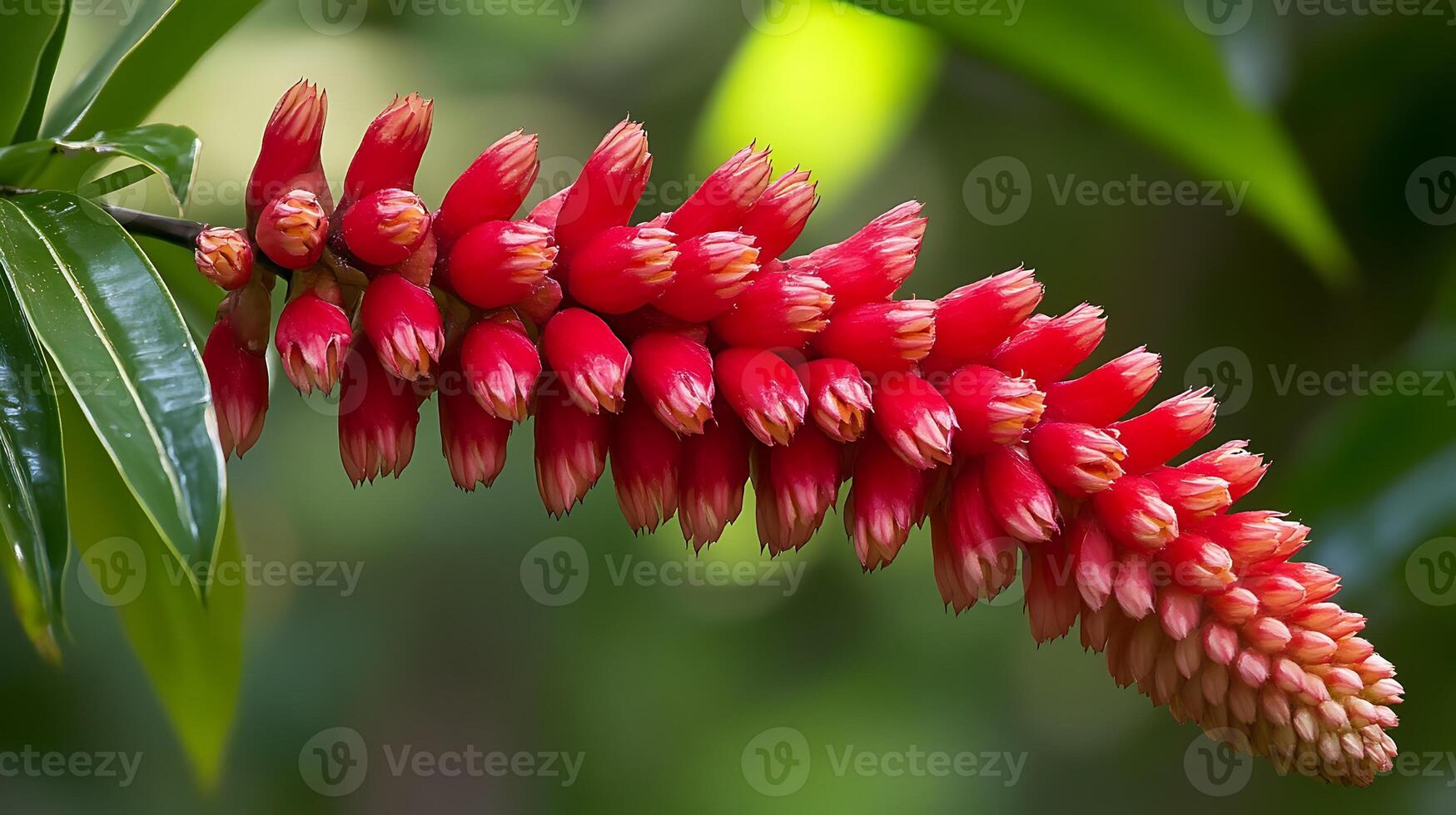 A red flower with green leaves and leaves photo