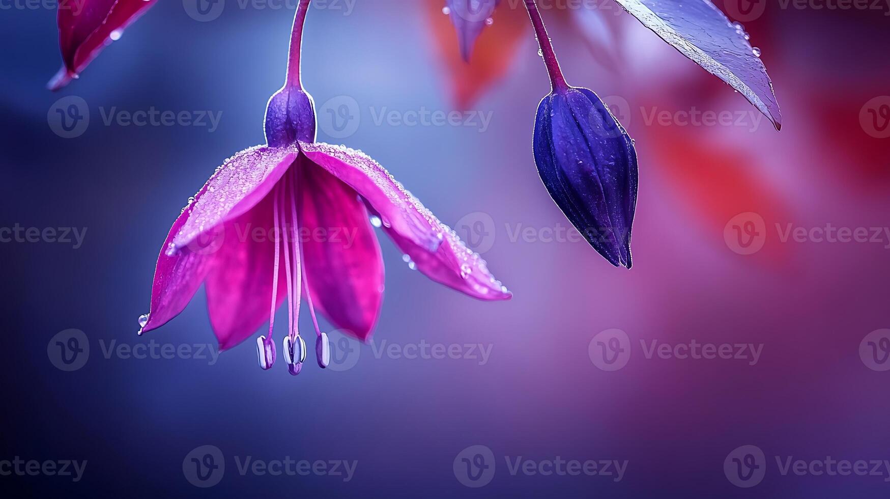Photograph fuchsia by kristian karlsson on 500px photo