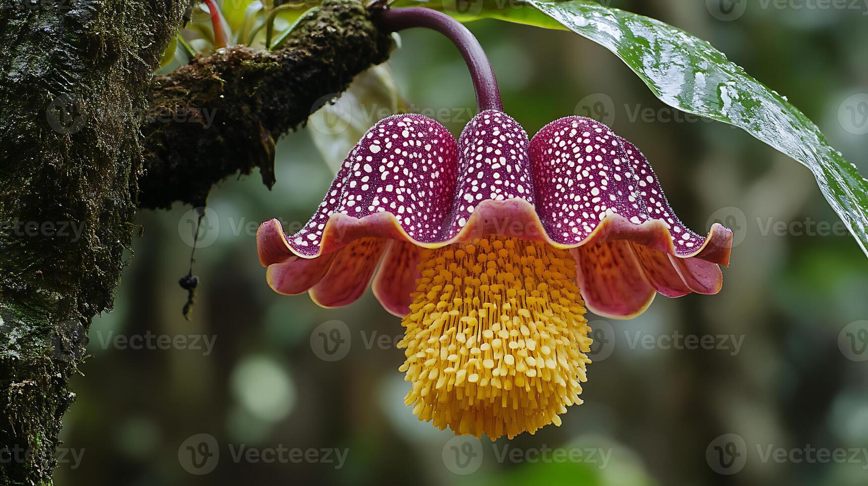 A flower with a yellow center and purple petals photo