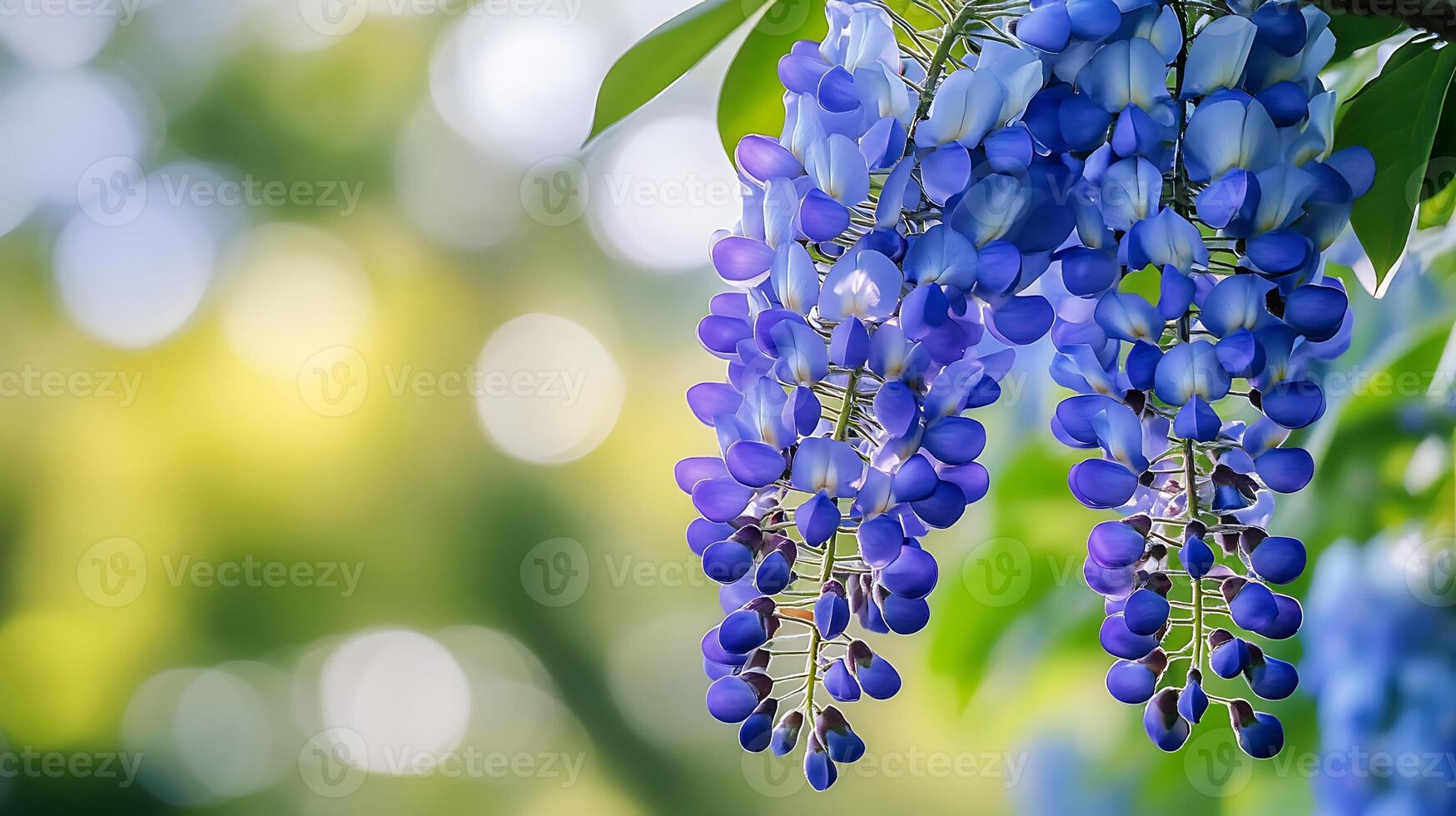 A close up of a purple flower photo