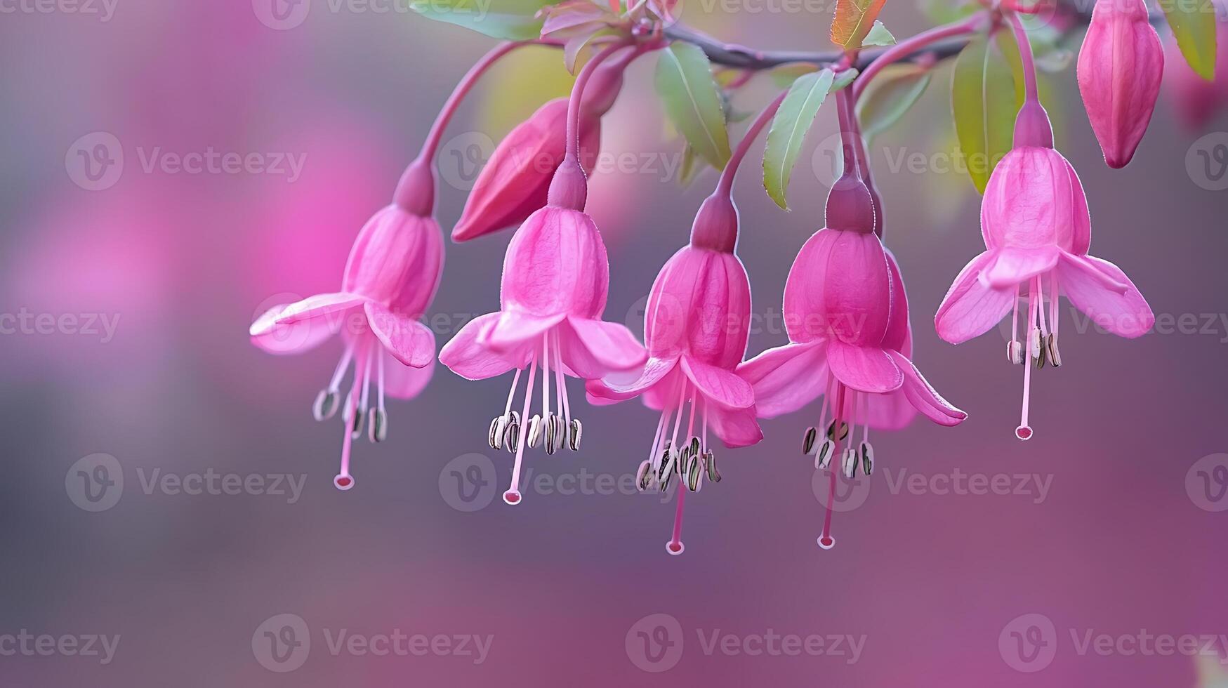 Fuchsia flowers are hanging from a branch photo