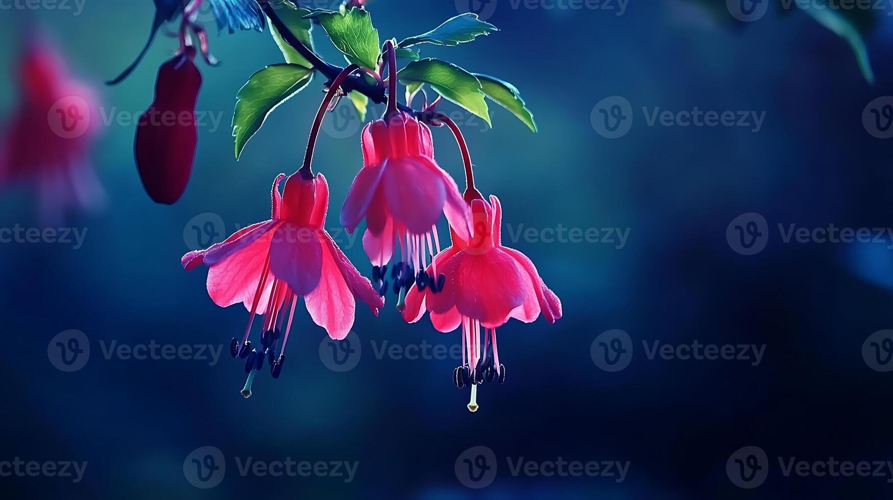 Fuchsia flowers on a branch with dark background photo