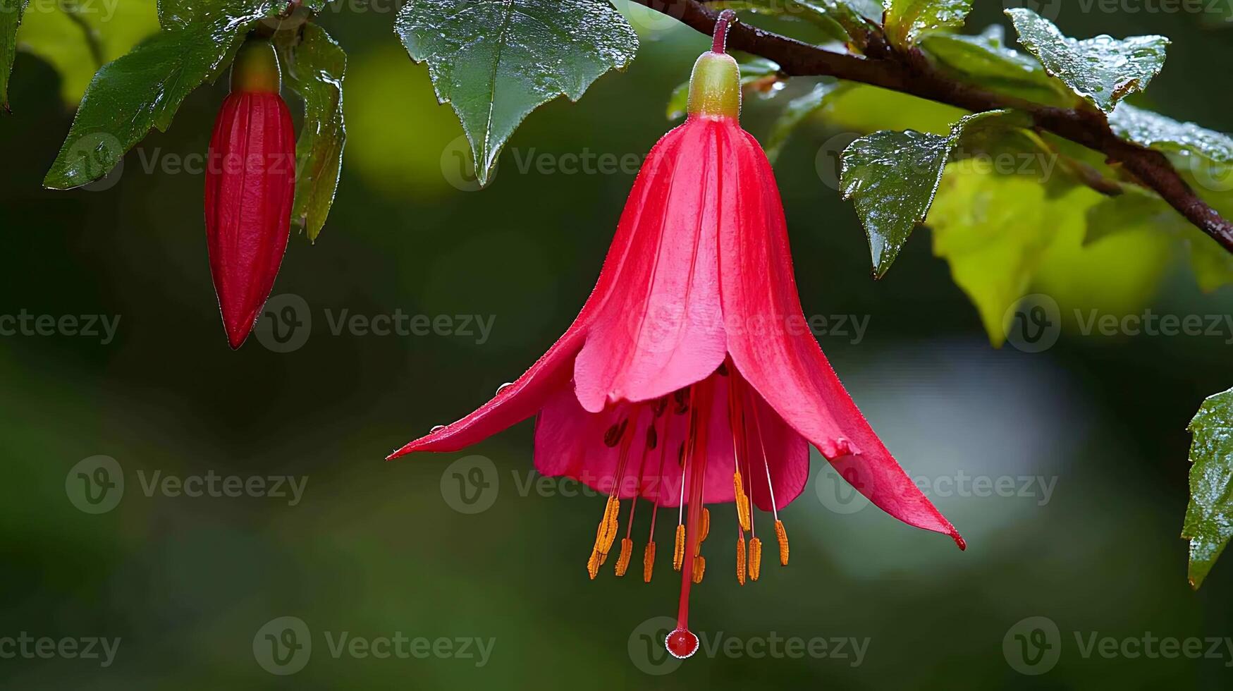 Flower photography, image of flower photo