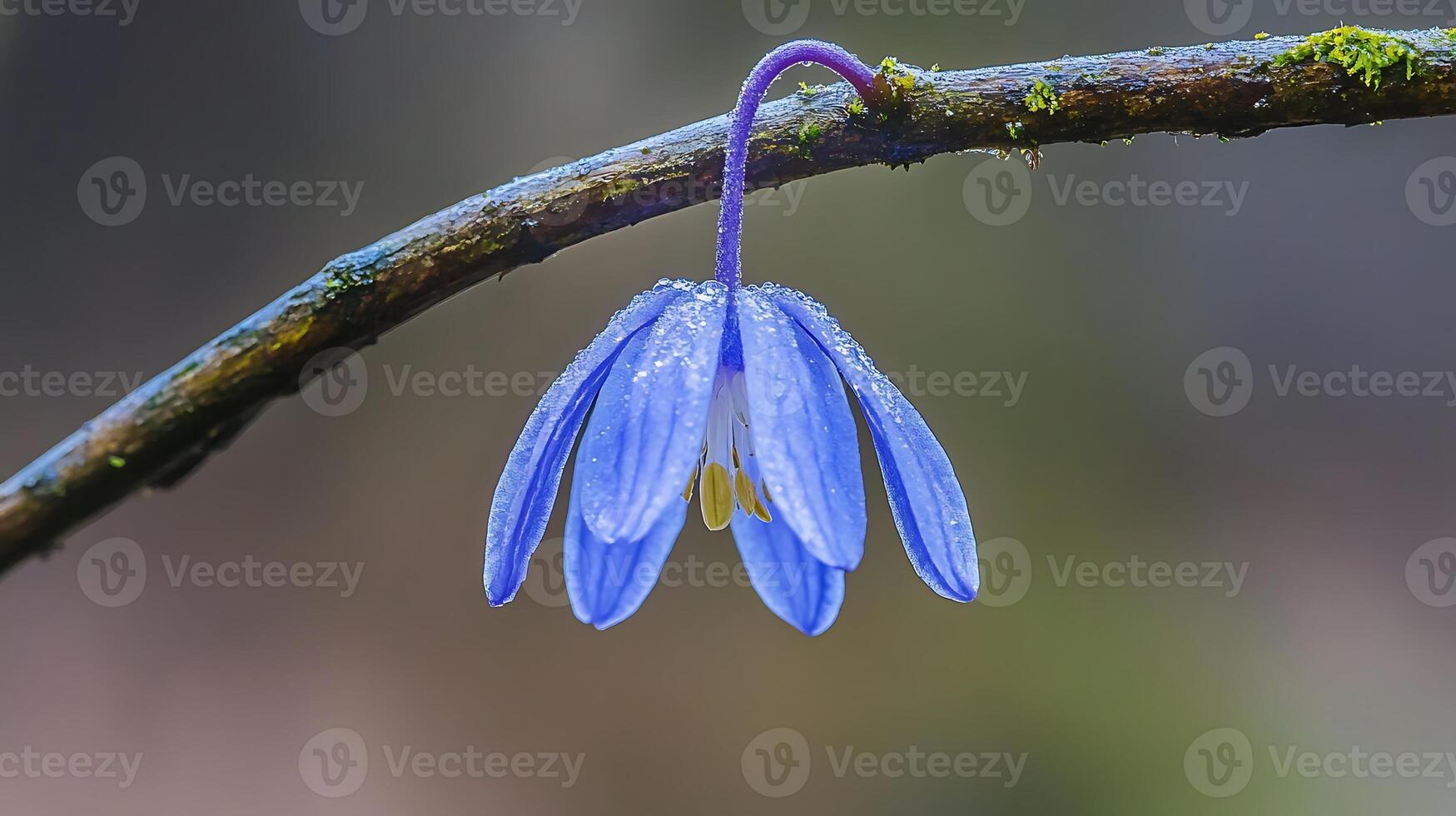 A blue flower is hanging from a branch photo