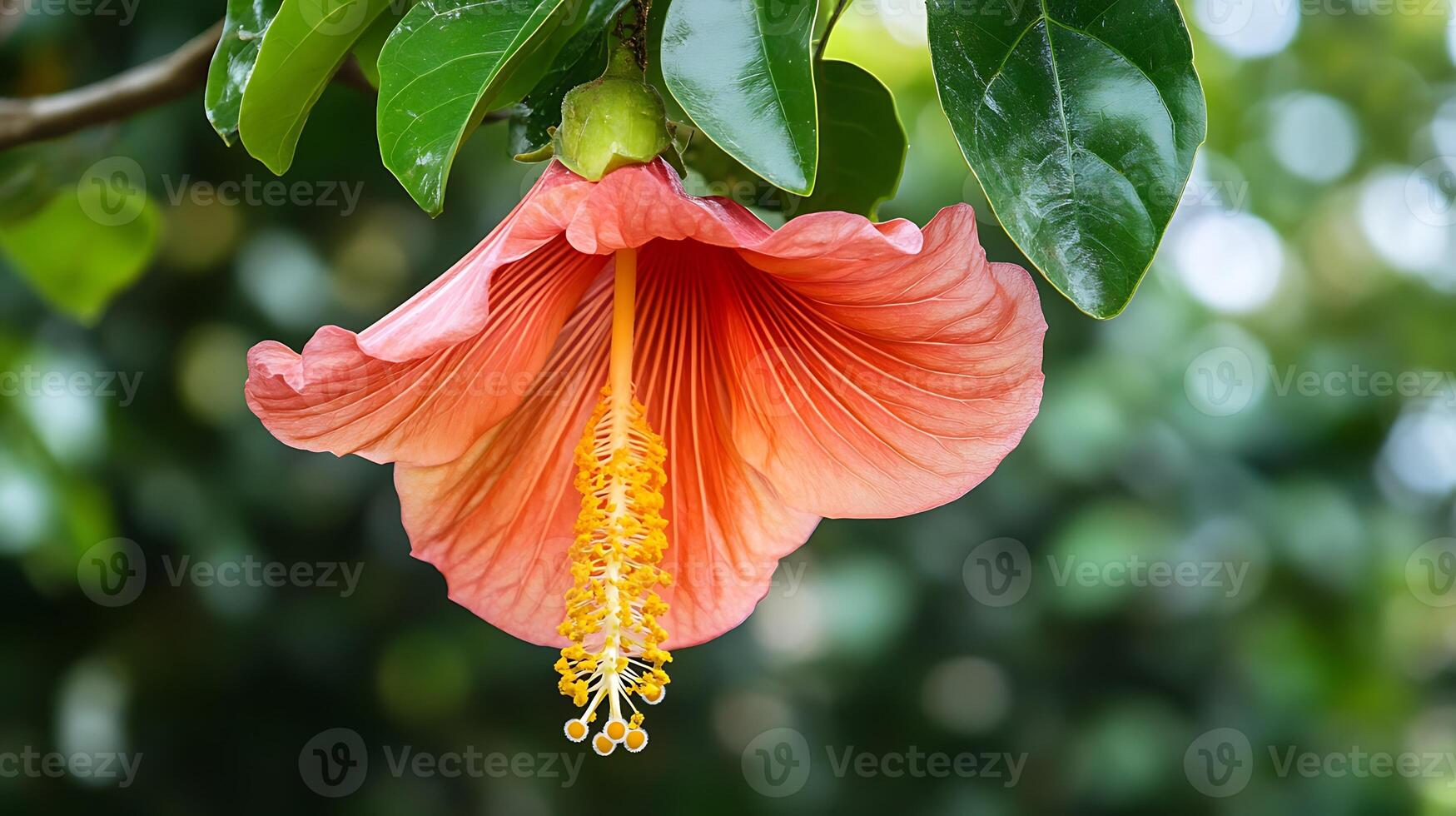 A large pink flower with yellow stamen photo