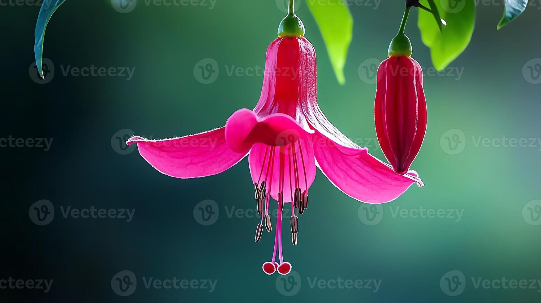 Fuchsia flower, pink, fuchsia, flower, flower, fuchsia, photo