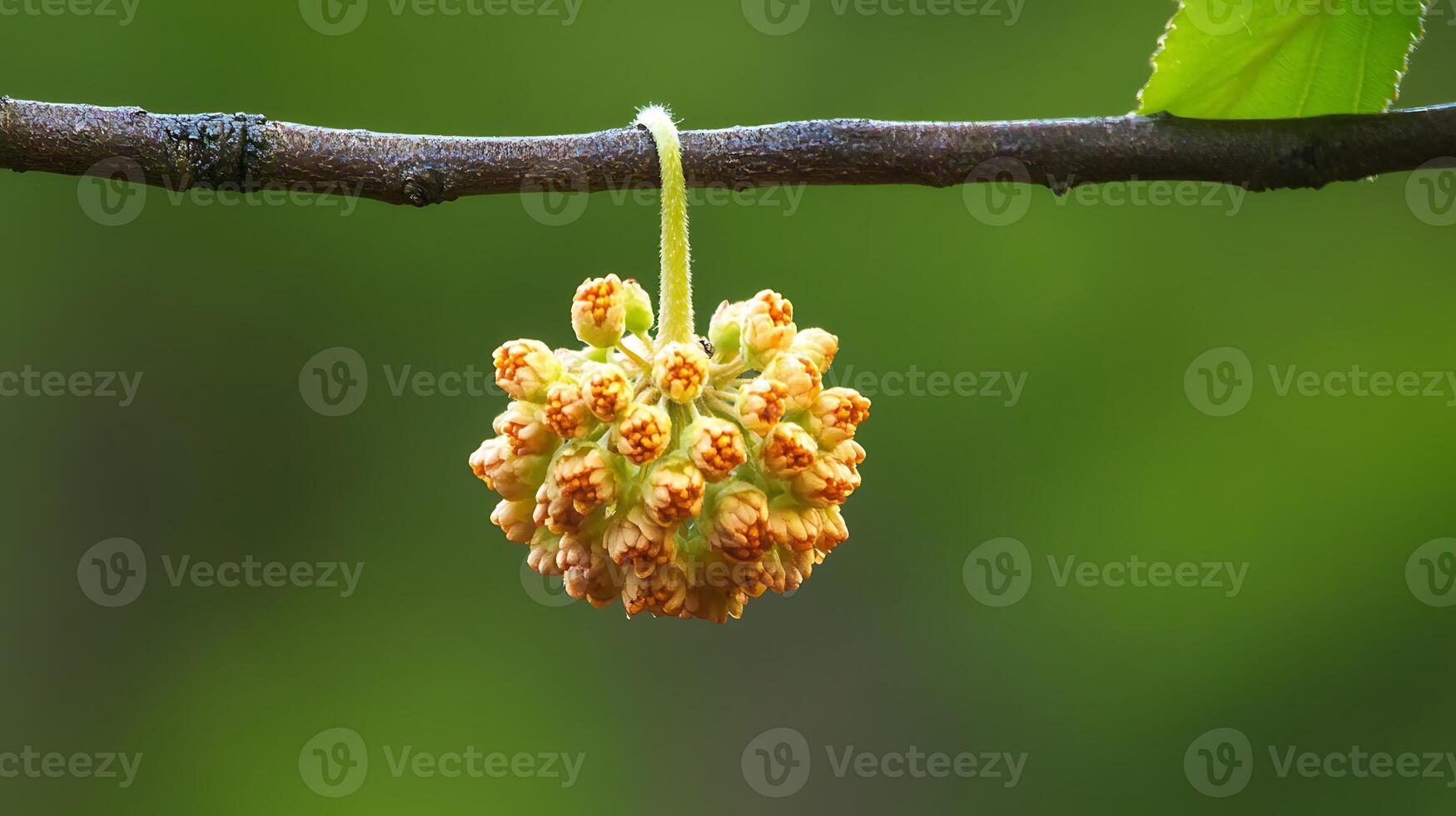 A branch with flowers hanging from it, flower image photo