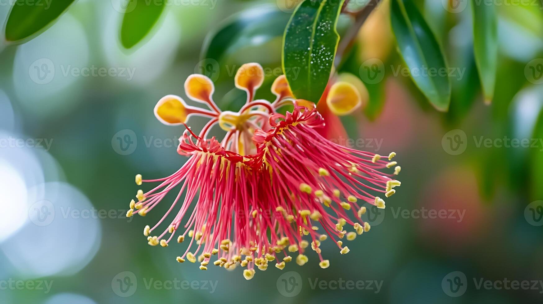 A close up of a red flower on a tree, flower image photo