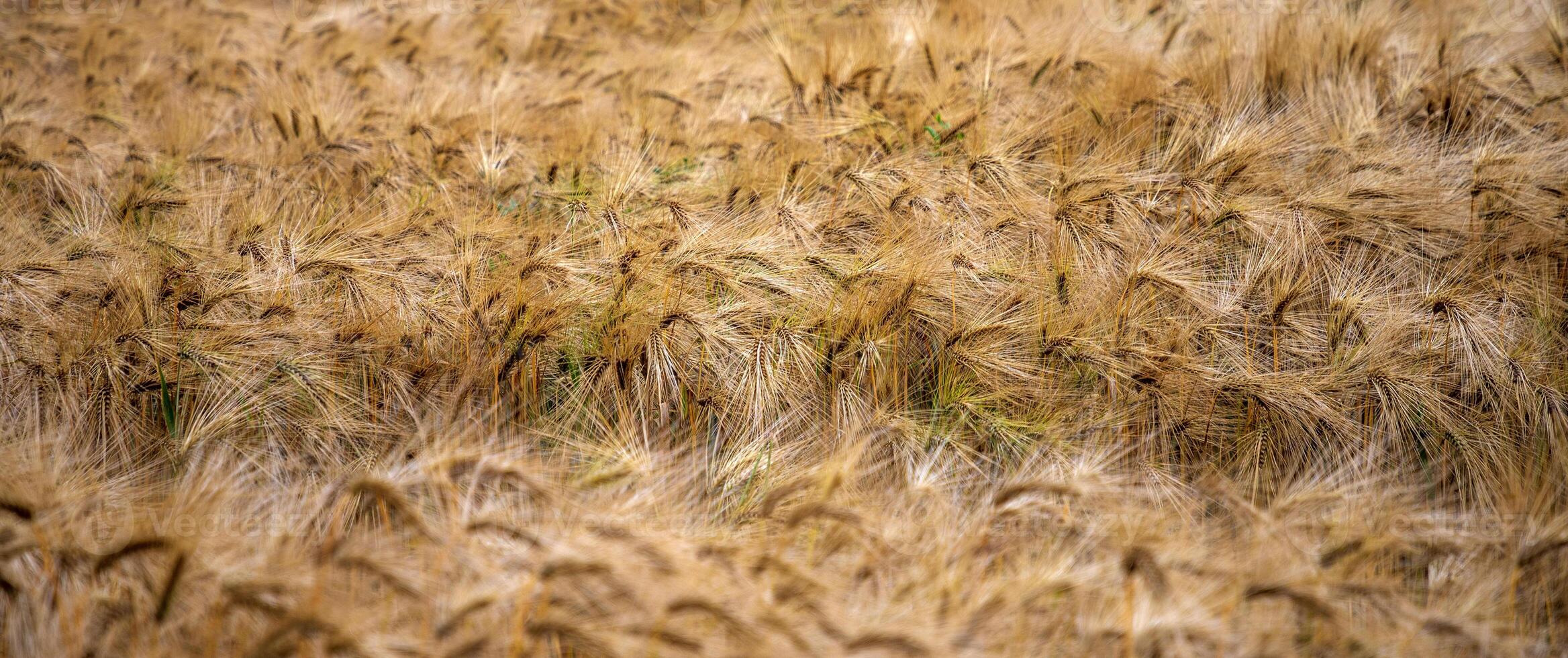 Panoramic view of golden wheat. Selective focus photo