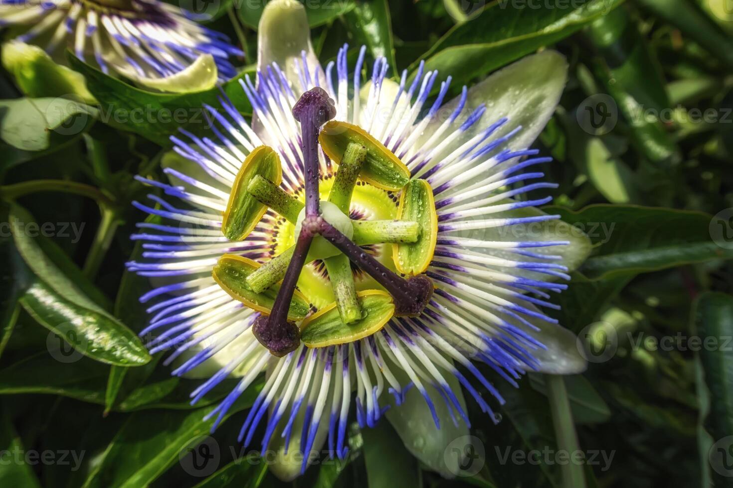A close up of the passion flower, a unique flower blooms for a few days. Passiflora photo