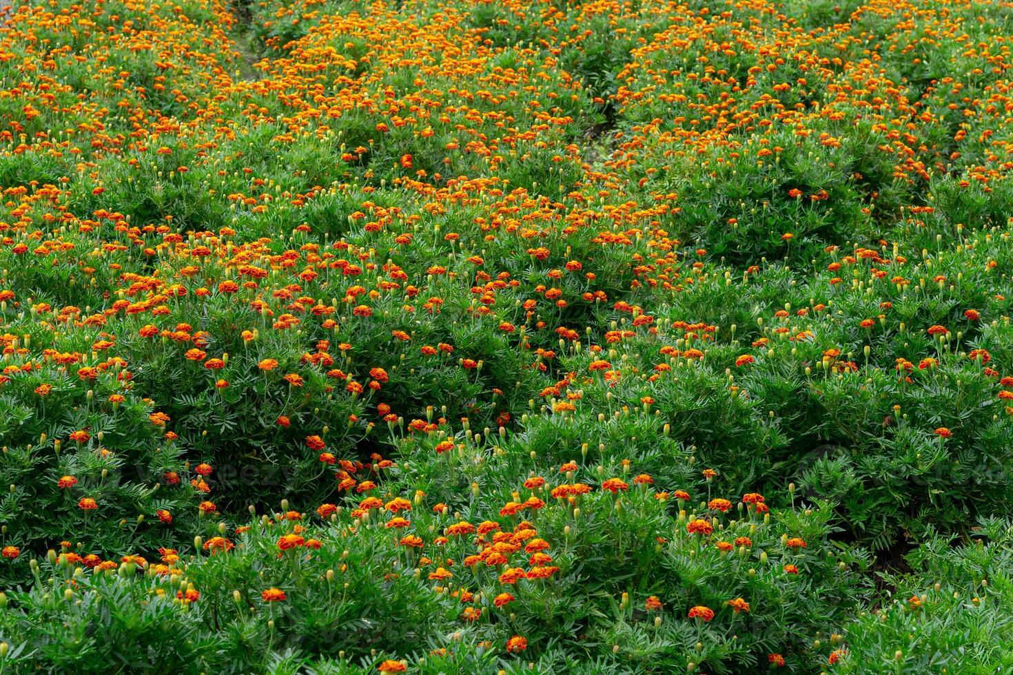 Vast marigold flower field with dense green foliage and countless orange buds and blossoms, forming natural wave-like patterns in a cultivated, seasonal floral landscape. photo