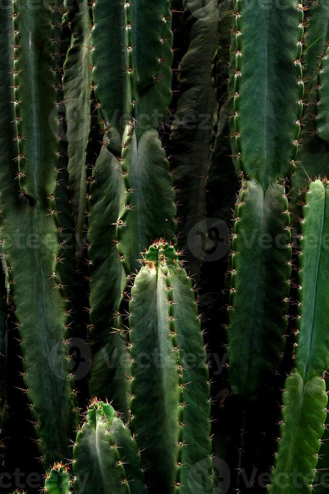 Close-up of tall green cactus spines forming a dense vertical pattern. The texture and sharp thorns evoke a sense of resilience, survival, and bold natural beauty in harsh climates. photo
