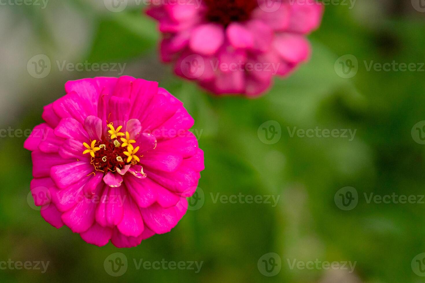 Close-up of a vibrant pink Zinnia flower in full bloom with soft green blurred background, perfect for floral designs, garden themes, or natural decor. photo
