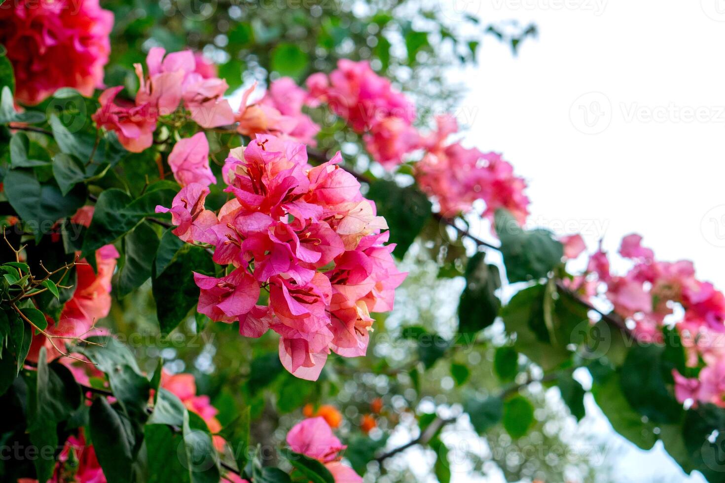A Bright pink and orange bougainvillea flowers blooming abundantly with lush green leaves against a white sky, creating a vibrant, natural frame perfect for creative advertising use. photo