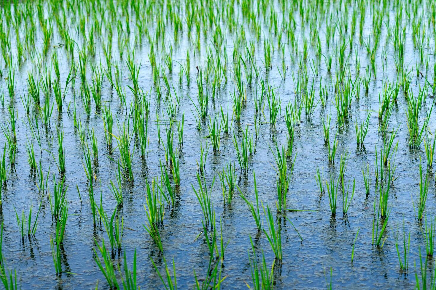 Young rice plants growing in a flooded paddy field, aligned in neat rows. The fresh green leaves reflect on the water, symbolizing growth, agriculture, and sustainability. photo