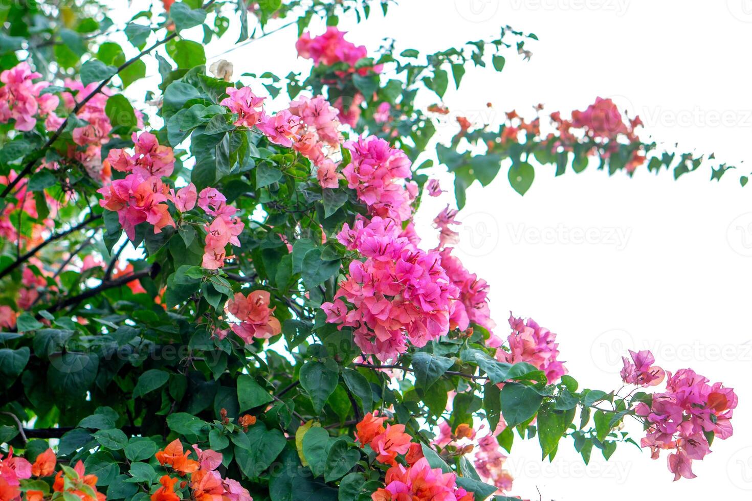 Vibrant bougainvillea flowers in full bloom with lush green leaves on a sunny day, creating a vivid tropical garden scene full of color and natural beauty. photo