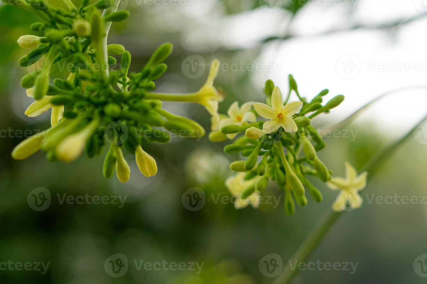 A macro shot of blooming papaya flowers with soft yellow petals and green buds, set against a blurred natural background, perfect for botanical and nature themes. photo