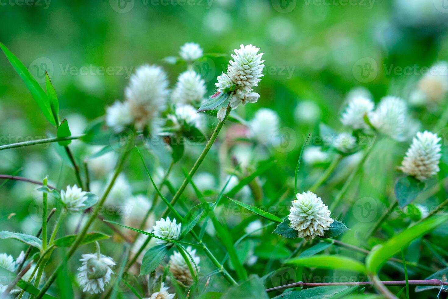 A closeup of wild white clover flowers blooming in a green grassy field, symbolizing natural beauty, calmness, and serenity, perfect for nature themes and eco-friendly concepts. photo