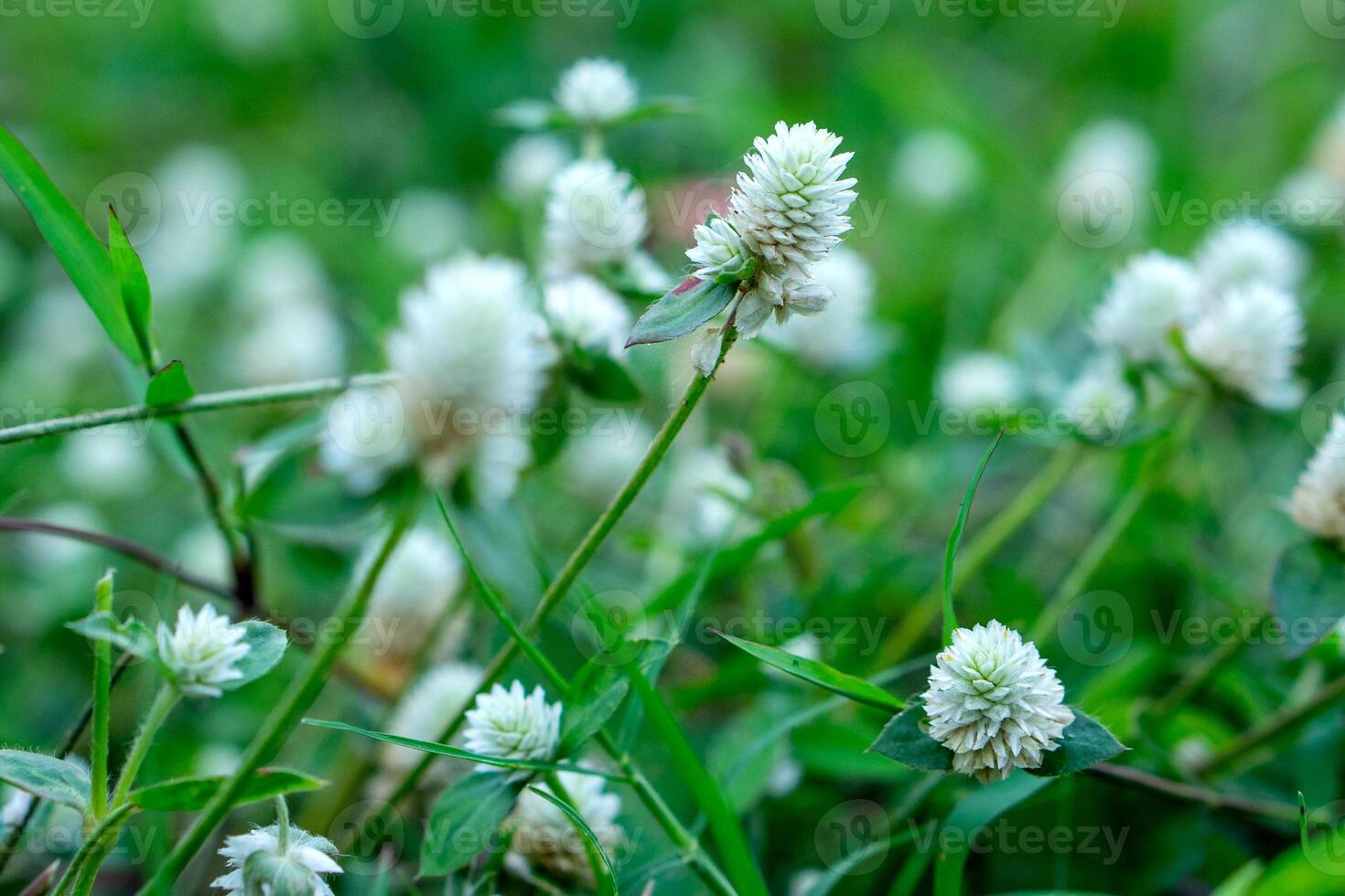 Close up of wild white clover flowers blooming in a green grassy field, symbolizing natural beauty, calmness, and serenity, perfect for nature themes and eco-friendly concepts. photo