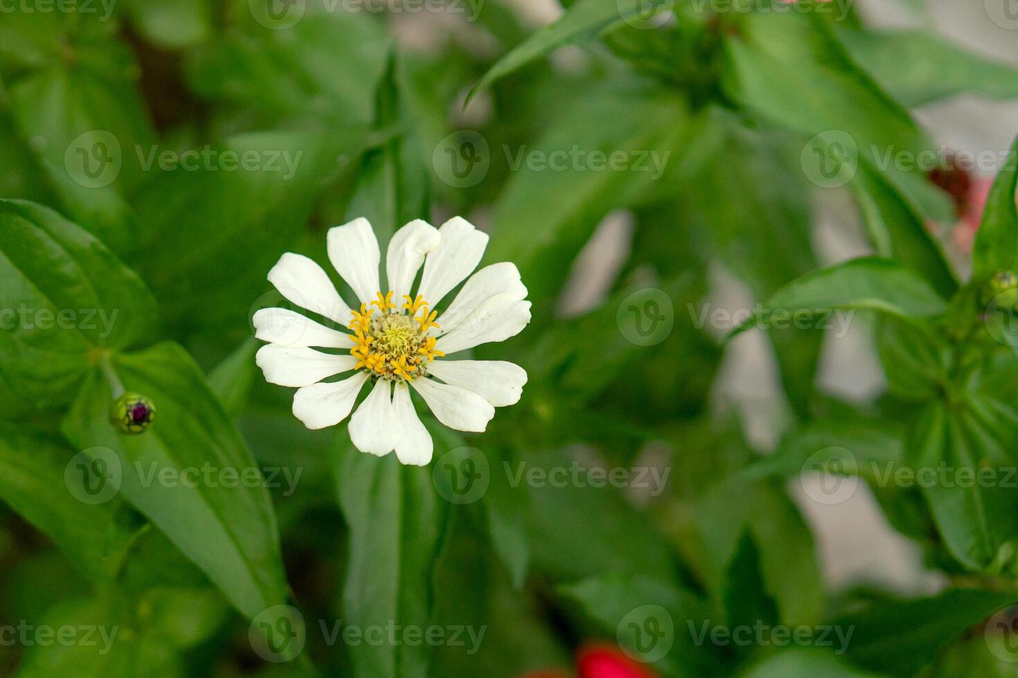 Close-up of a white Zinnia flower in bloom with lush green leaves in the background, ideal for botanical, garden, or floral-themed creative projects. photo