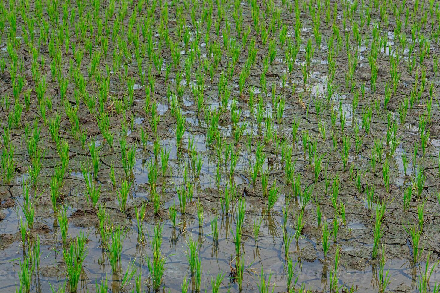 a Young rice plants growing in a flooded paddy field, symbolizing early stages of agriculture, sustainability, and food security. Fresh green shoots reflect traditional farming methods. photo