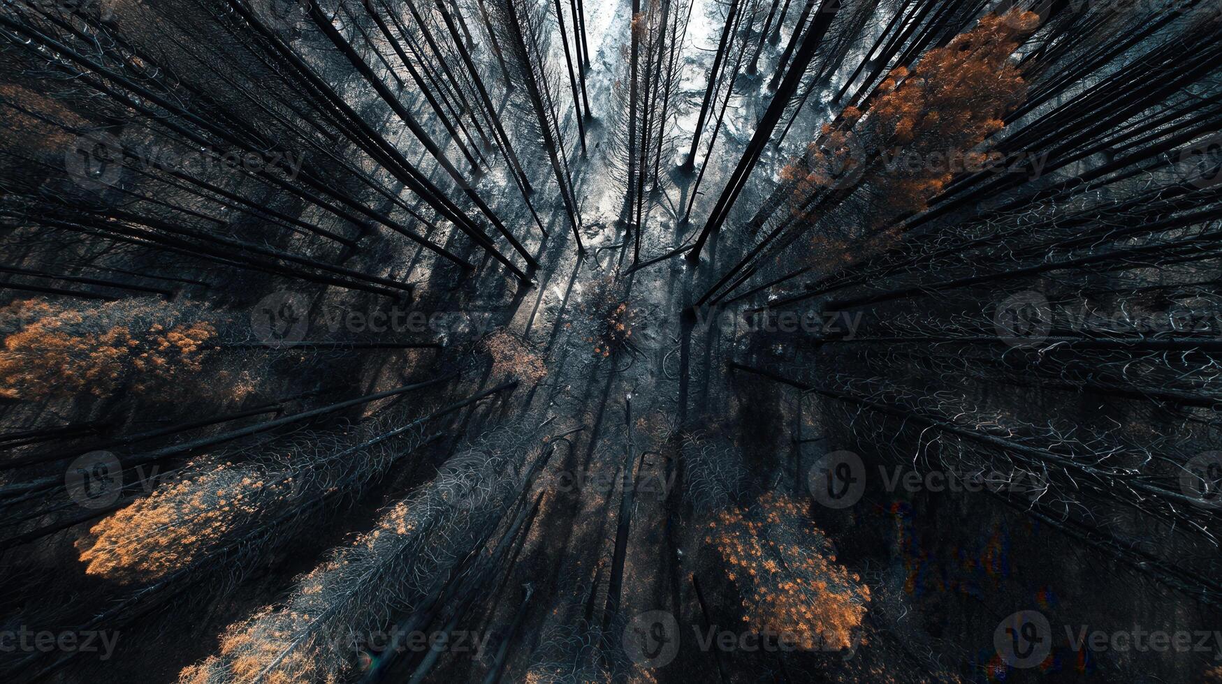 A powerful drone image showing a burnt forest with contrasting orange foliage among the blackened trees. Ideal for illustrating wildfire impact, environmental recovery, and ecological themes. photo