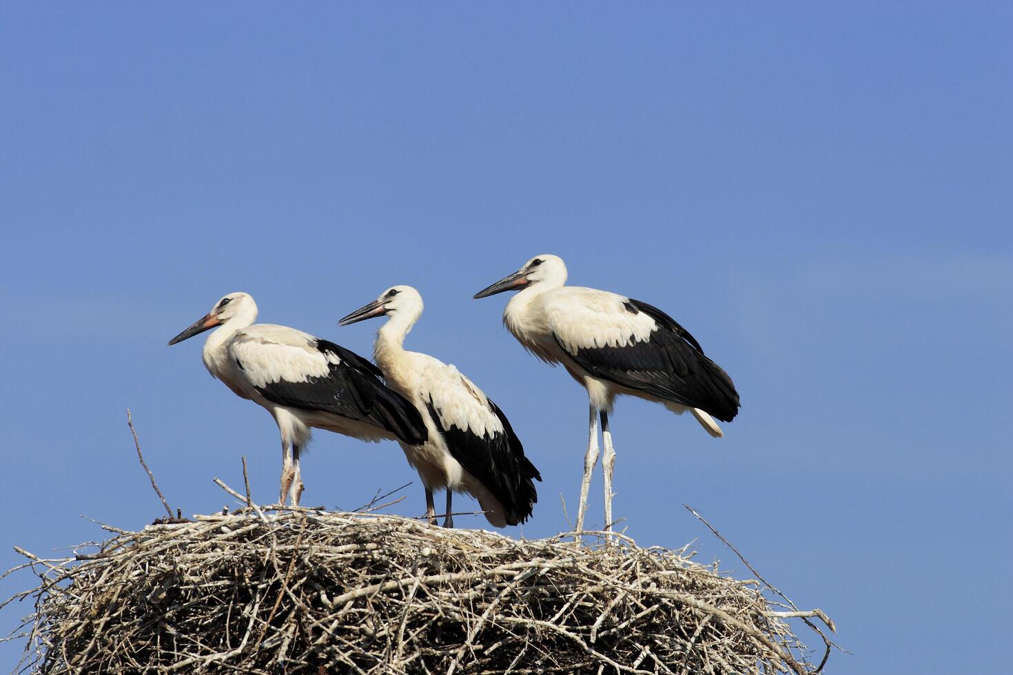 Three birds standing on top of a nest photo