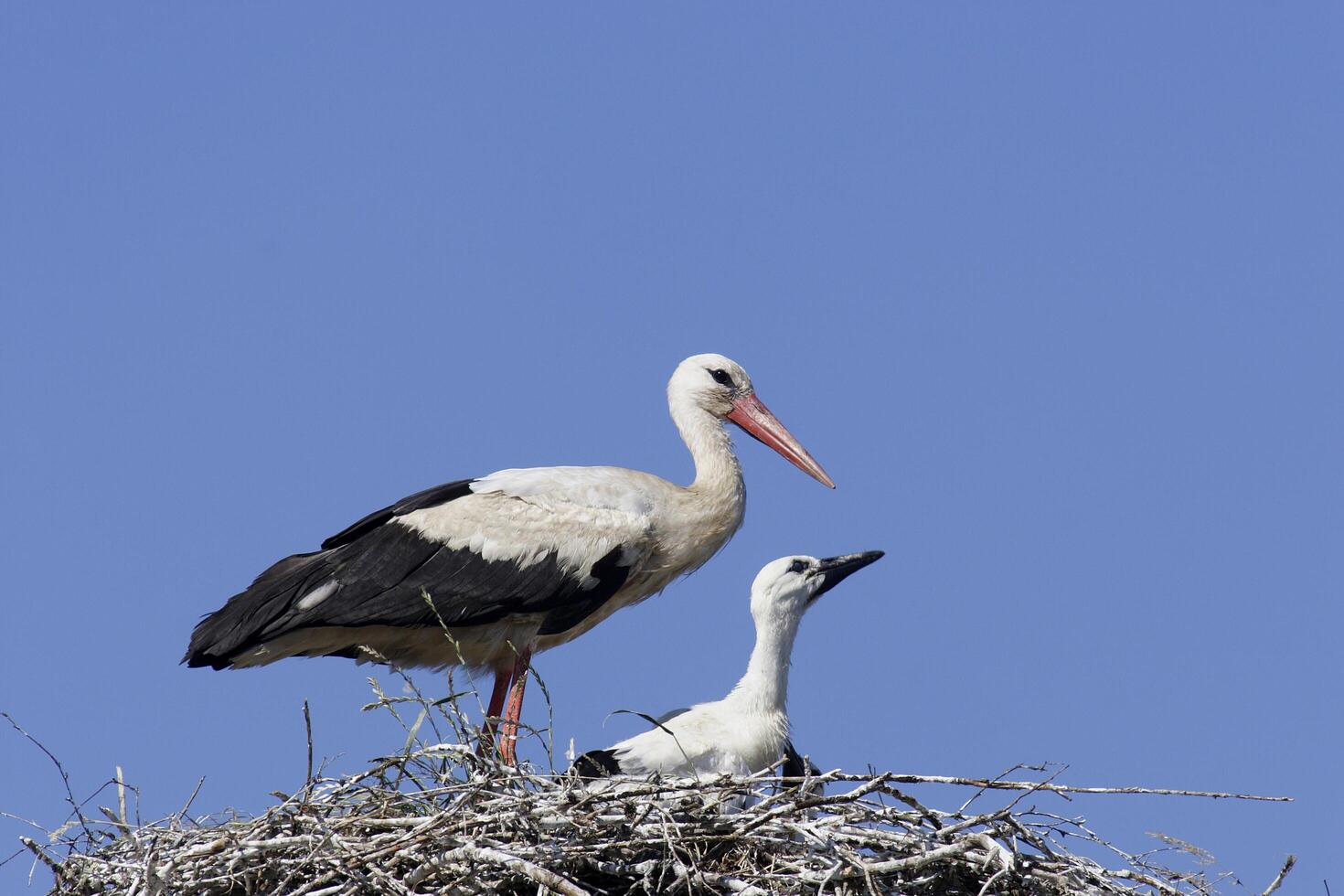 A pair of birds standing on top of a nest photo