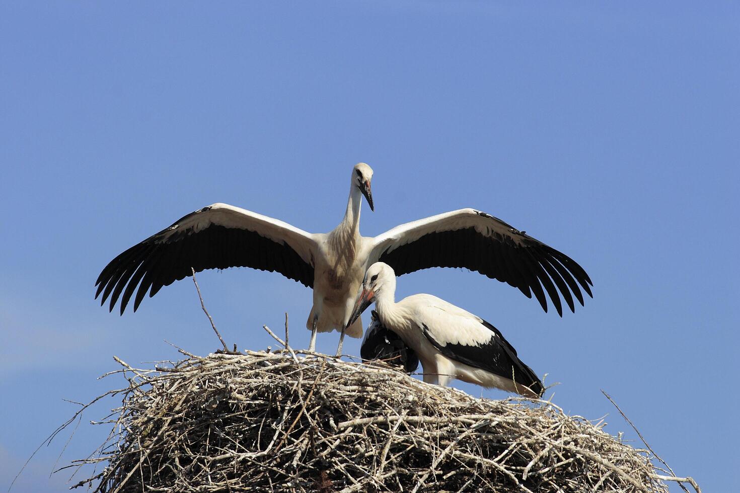 Two birds are standing on top of a nest photo