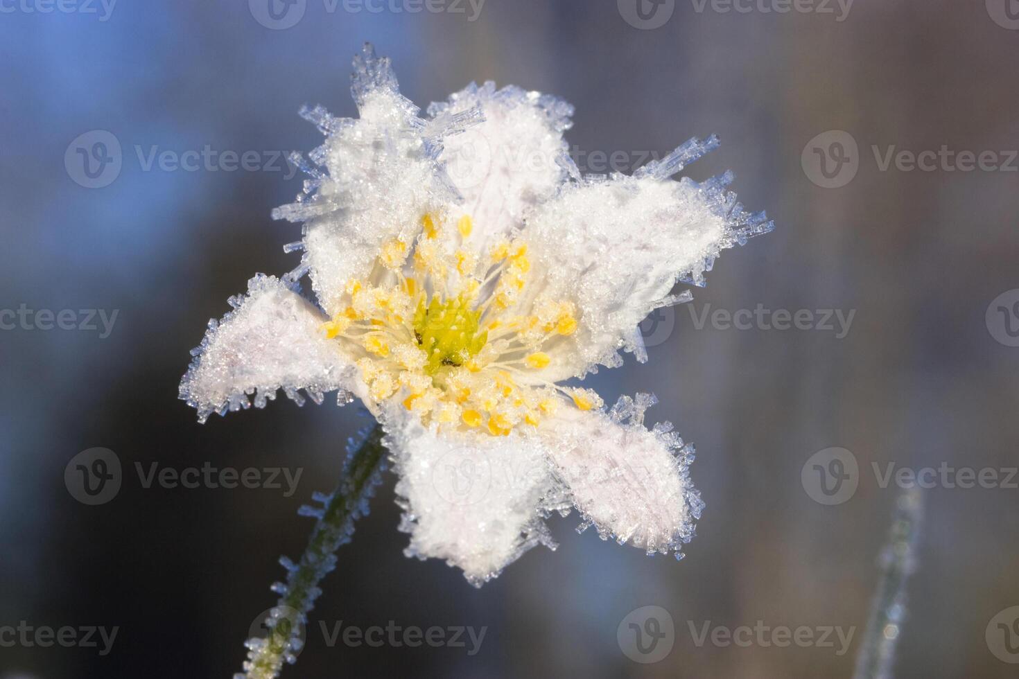 A beautiful white flower featuring a bright yellow center is delicately covered in a layer of frost, creating a stunning visual effect photo