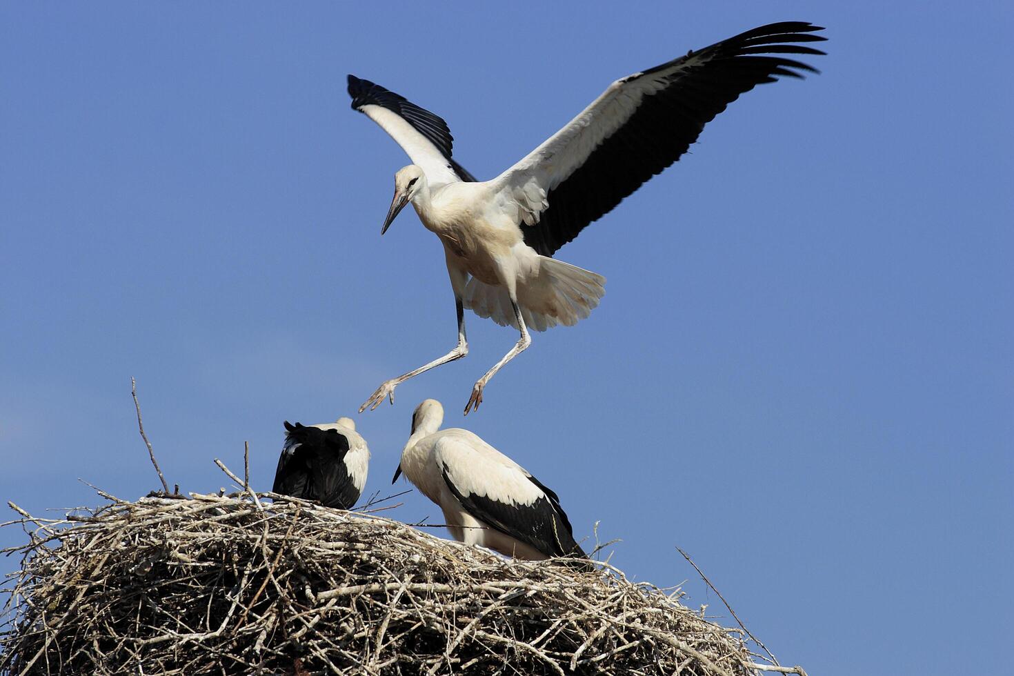A bird is flying over a nest of birds photo