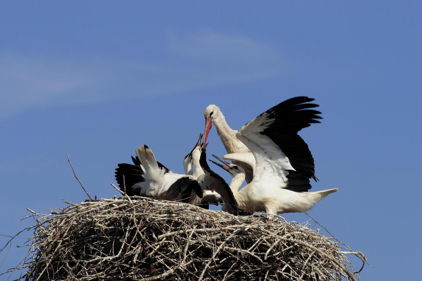 A flock of birds in a nest photo