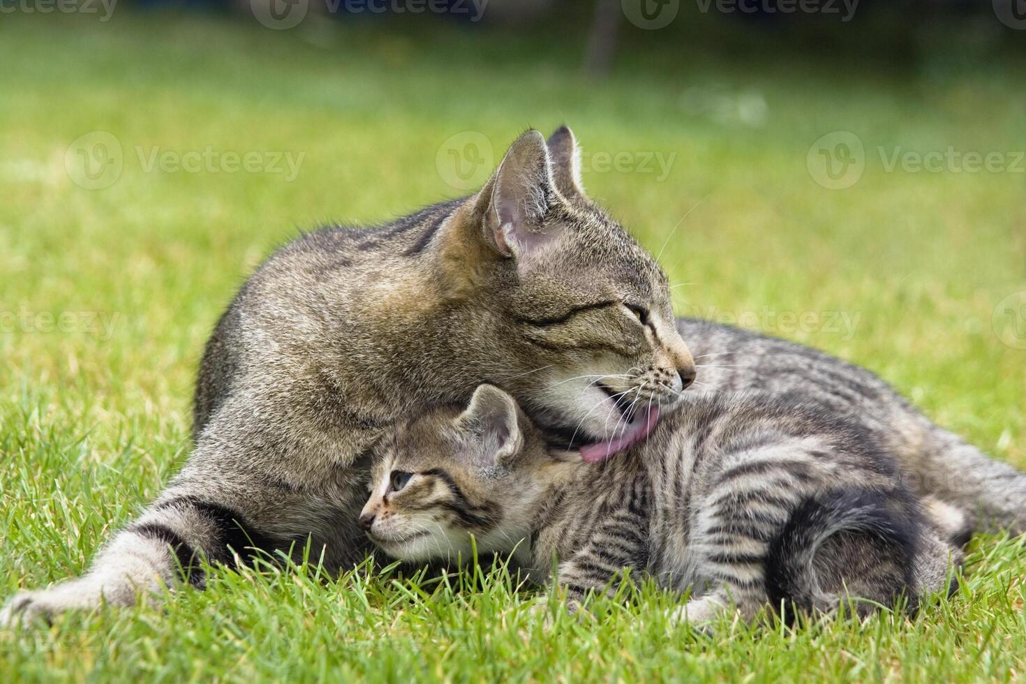 Domestic cat licking young, photo
