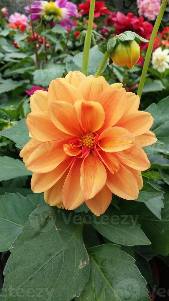 Orange dahlia in a garden with many other flowers photo