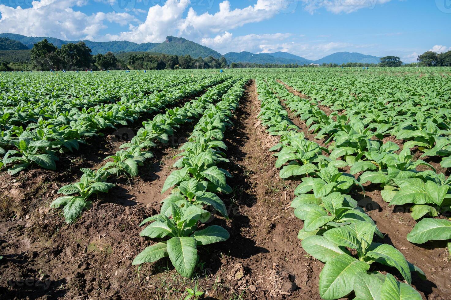 Scenery view of Tobacco plantation in Chiang Rai province of Thailand. Tobacco is a plant grown for its leaves, which are dried and fermented before being put in tobacco products. photo