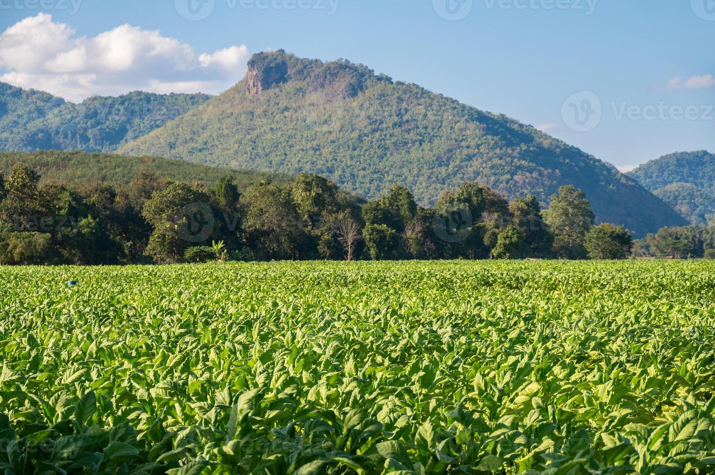 Scenery view of Tobacco plantation in Chiang Rai province of Thailand. photo