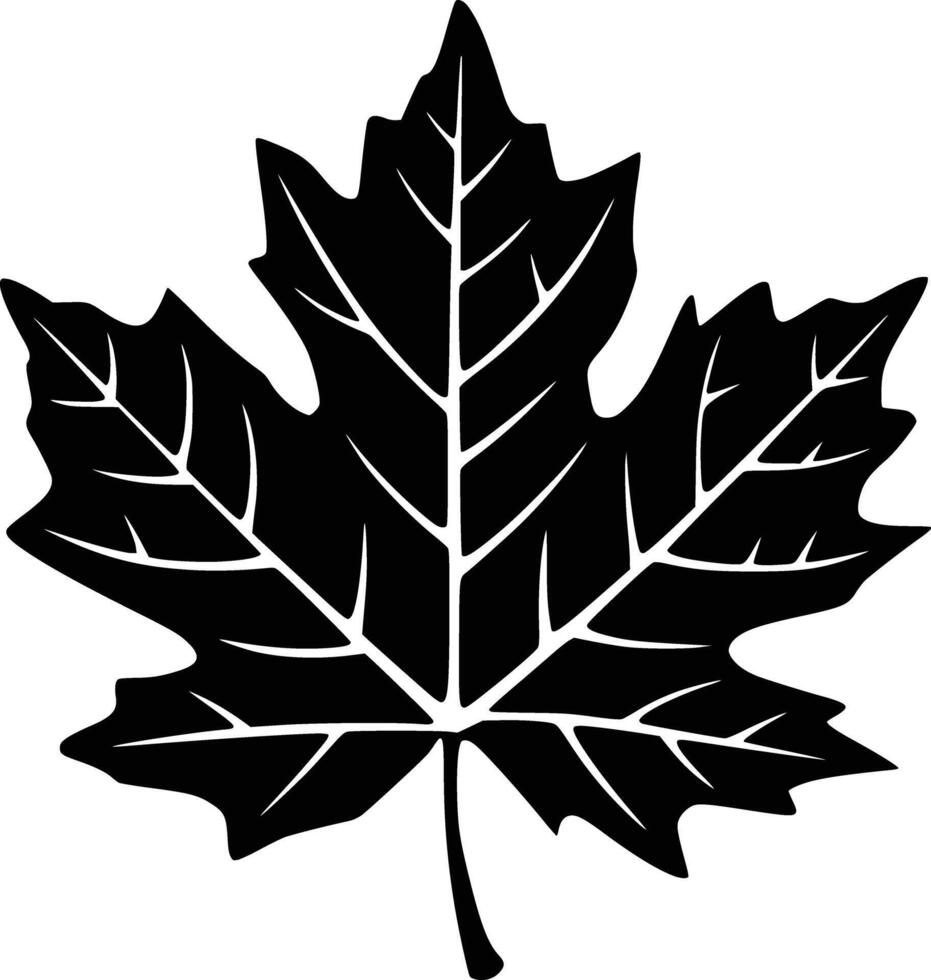 Black and white bold illustrations of a maple leaf, isolated on white background. vector