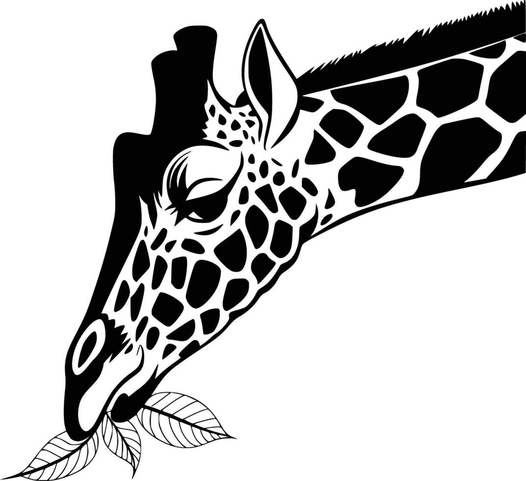 Black and white bold illustrations of a giraffe eating leaves, isolated on white background. vector