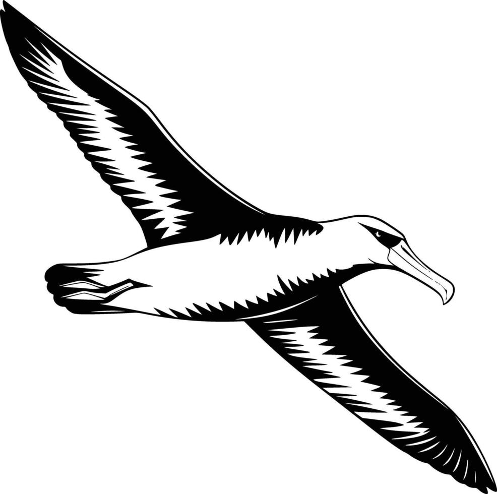 Black and white bold illustrations of a albatross flying, isolated on white background. vector