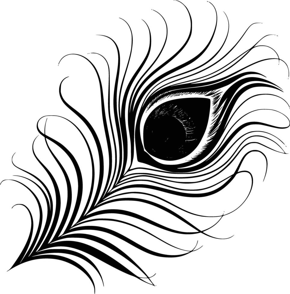 Black and white bold illustrations of a peacock feathers, isolated on white background. vector