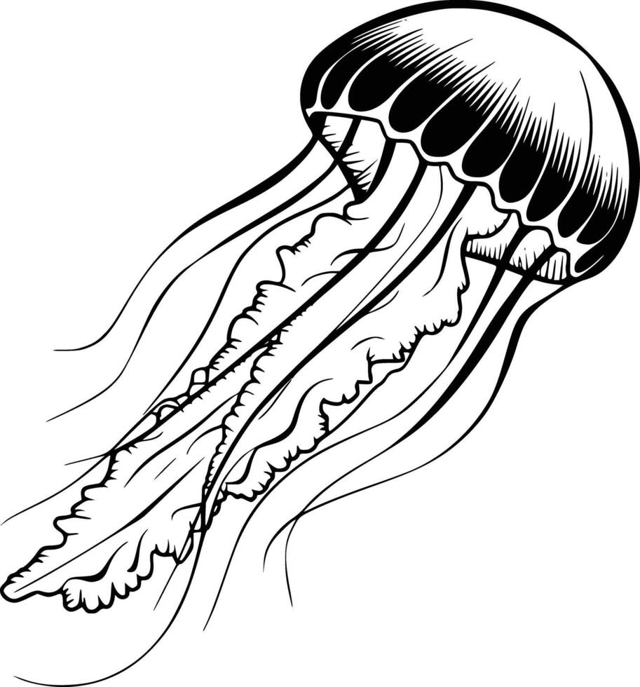 Black and white bold illustrations of a jellyfish drifting, isolated on white background. vector