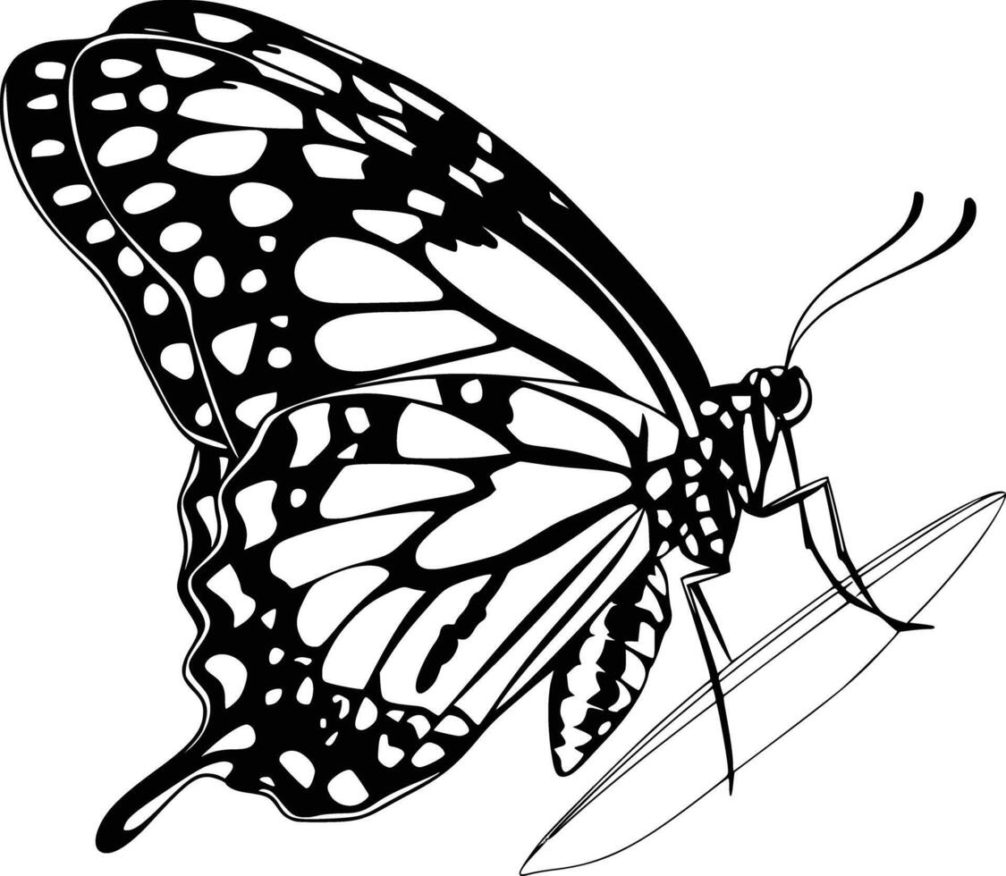 Black and white bold illustrations of a butterfly landing, isolated on white background. vector