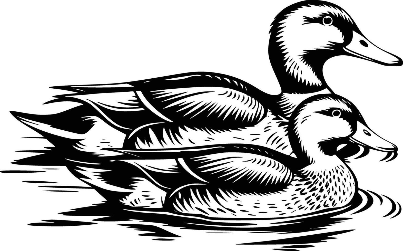 Black and white bold illustrations of a duck family swimming, isolated on white background. vector