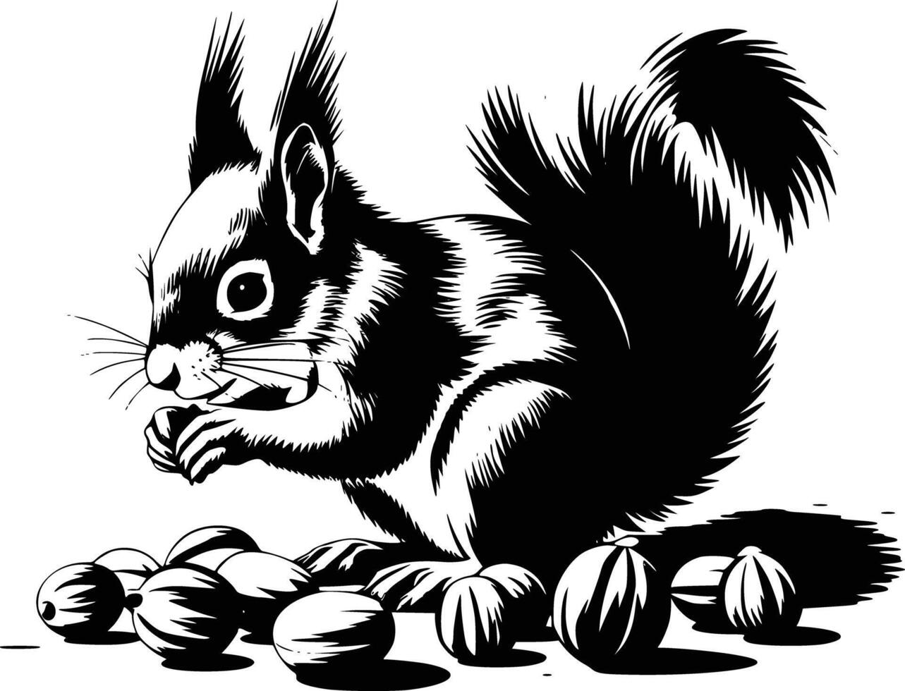 Black and white bold illustrations of a squirrel gathering nuts, isolated on white background. vector