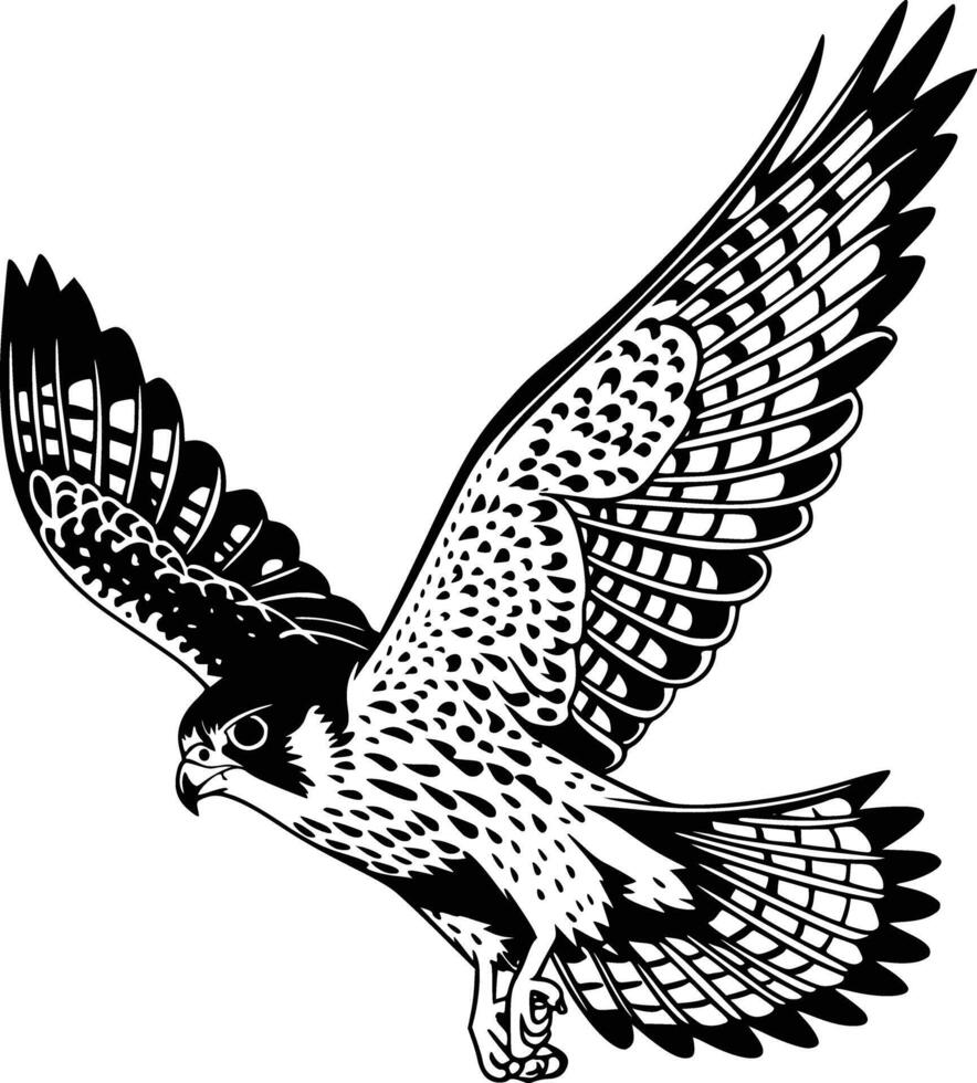 Black and white bold illustrations of a falcon diving, isolated on white background. vector