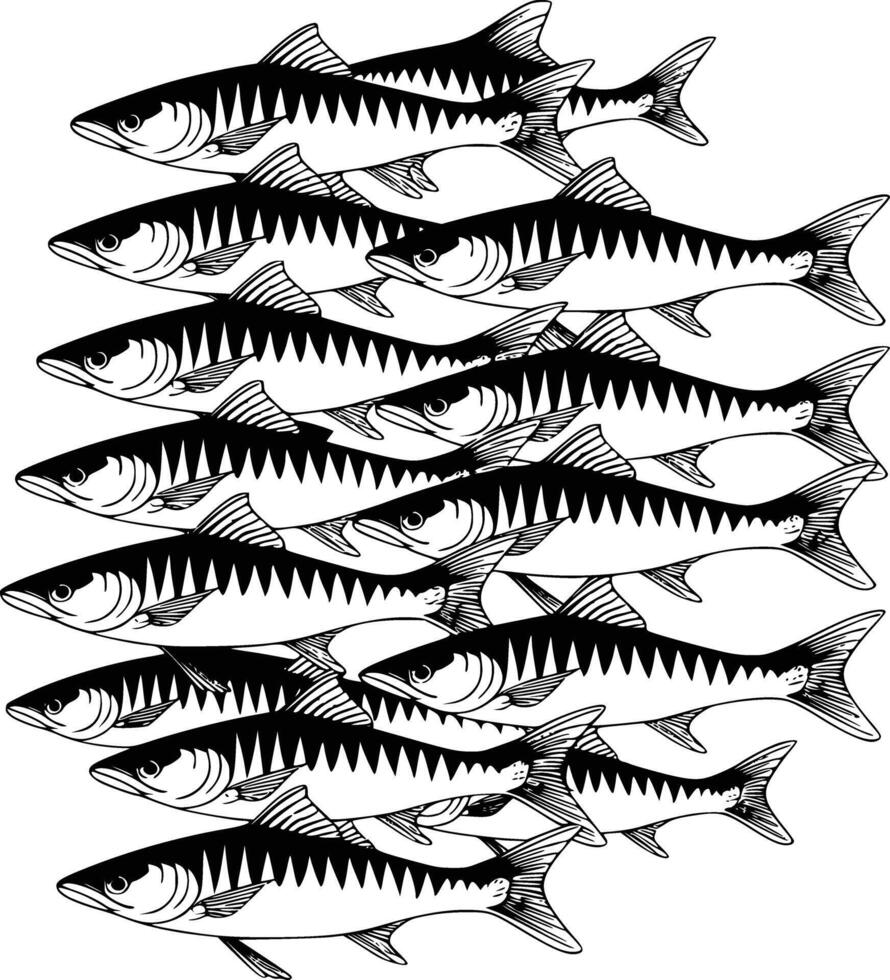 Black and white bold illustrations of a school of sardines, isolated on white background. vector