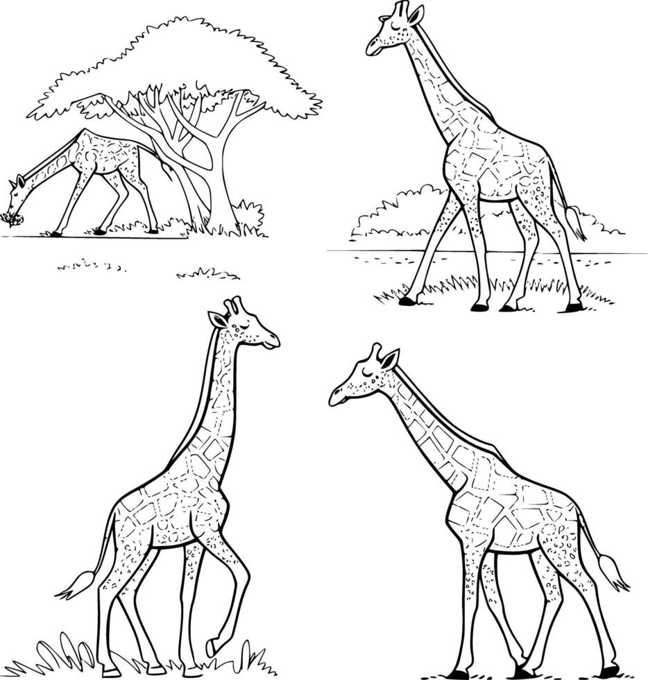 Bold black and white hand-drawn illustrations of 4 giraffes doodling munching leaves, looking over trees, strolling through savannas, and stretching their necks, isolated on white. vector