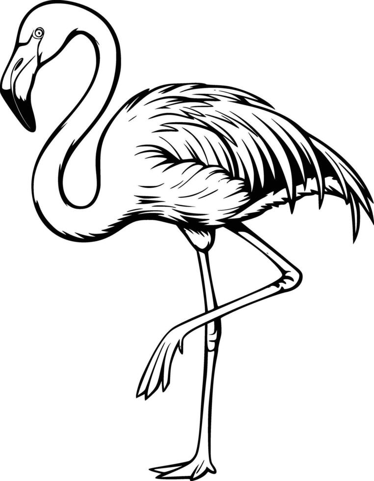 Flamingo coloring pages vector