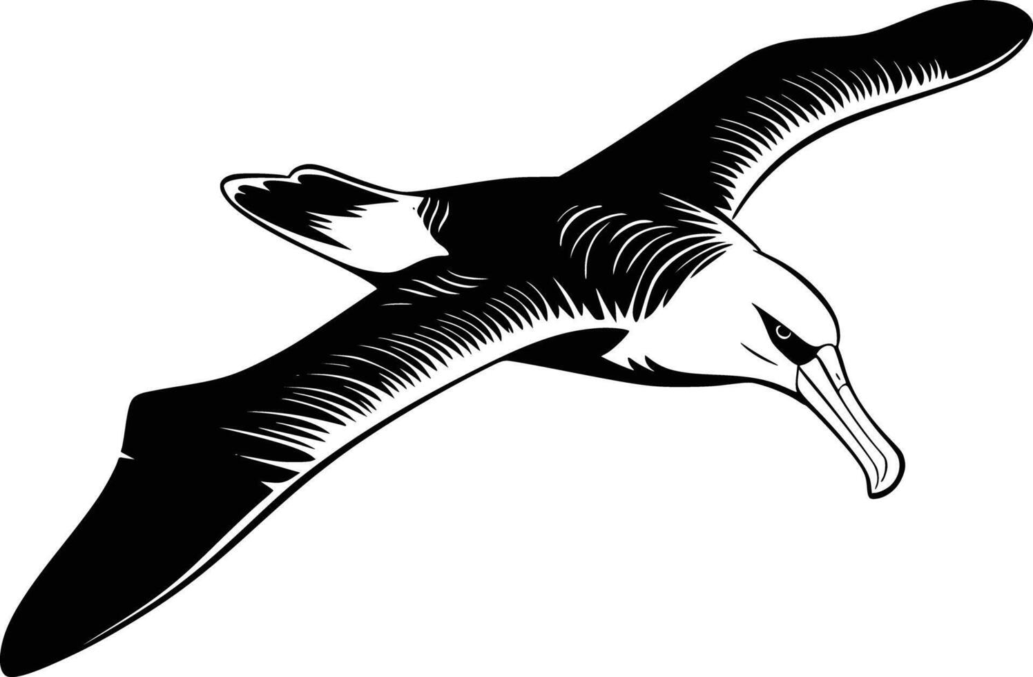 Black and white drawing of a seagull vector